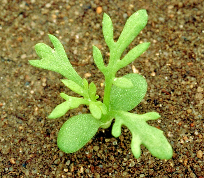 GERMAN CHAMOMILE 100 SEEDS, HERB, SLEEP, CALMING, HEALING, MATRICARIA RECUTITA