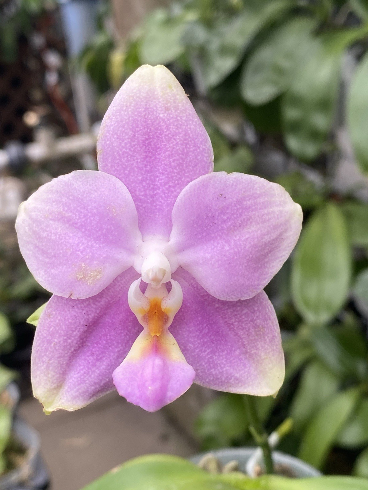 Original Phal Phalaenopsis Joy Spring Venus x violacea-FRAGRANT