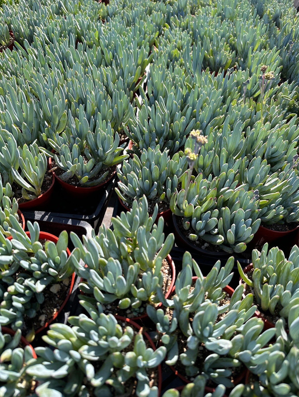 Senecio serpens ‘Blue Chalk Sticks’ Succulent Plant In 4” Pot