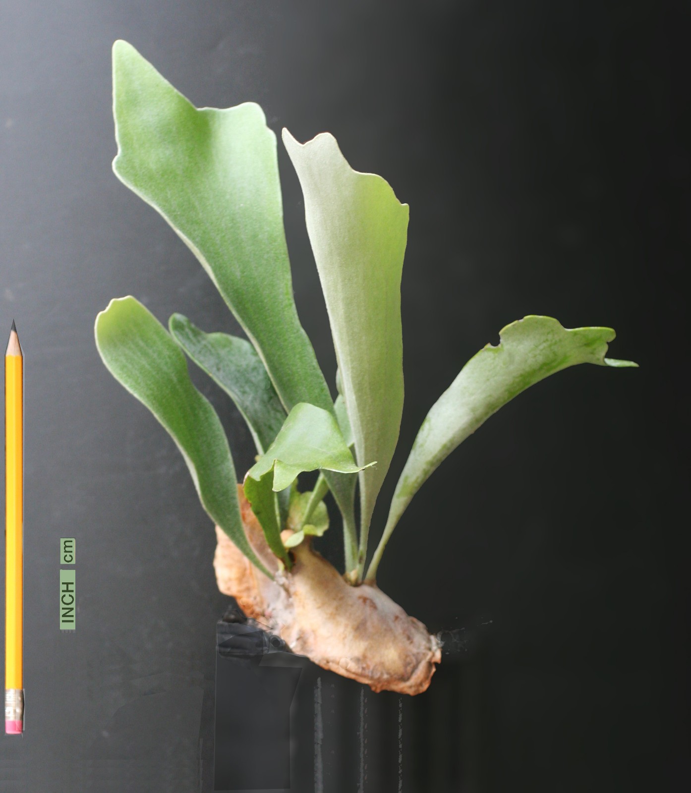 Staghorn Fern