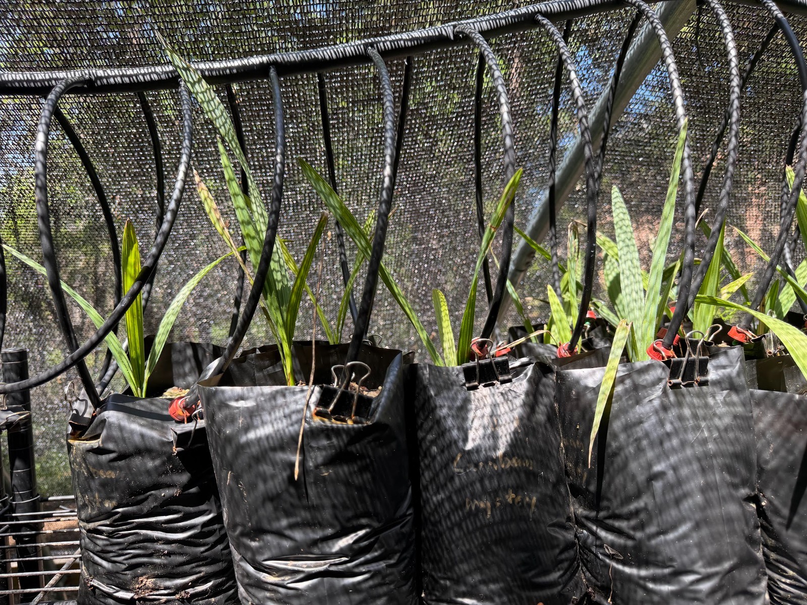 Sabal “carribean mystery” seedlings HUGE parent (rare and hardy!)