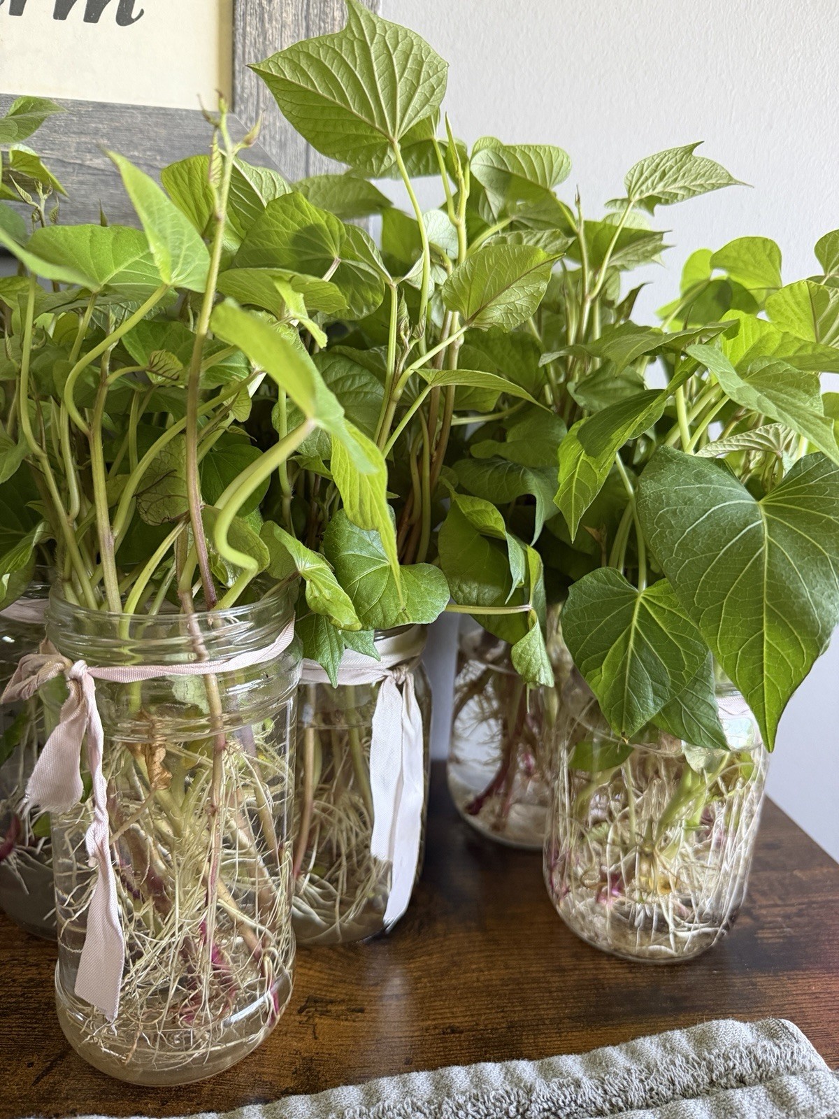 6 Sweet Potato Slips Plants – All Purple – Vining Type- Non GMO & Chemical Free