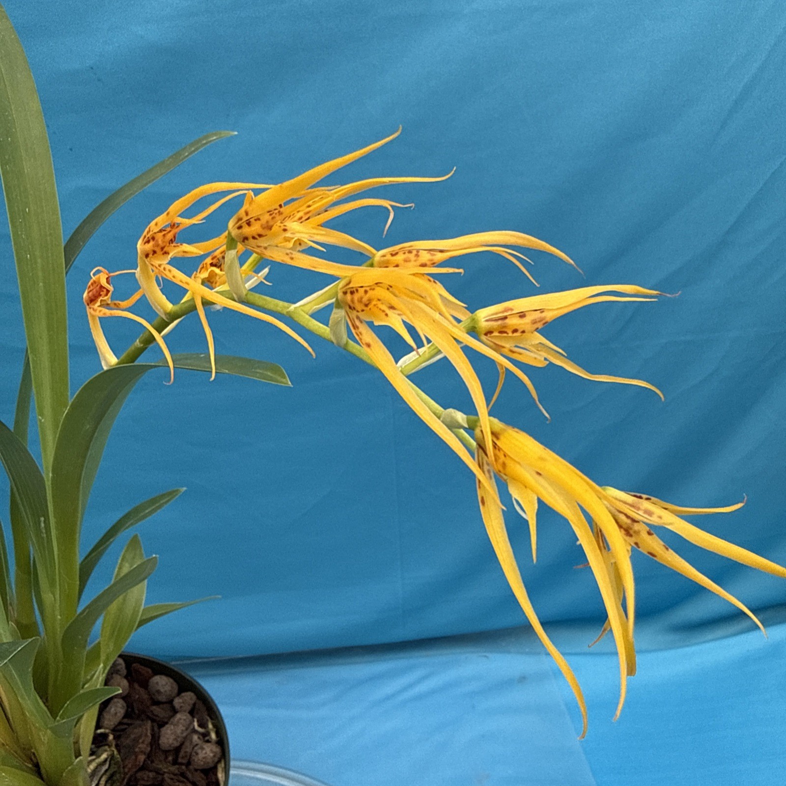 Brassia Bridget Beattie (Brs. aurantiaca x pozoi) Orchid Hybrid 7” Pot (IM40)