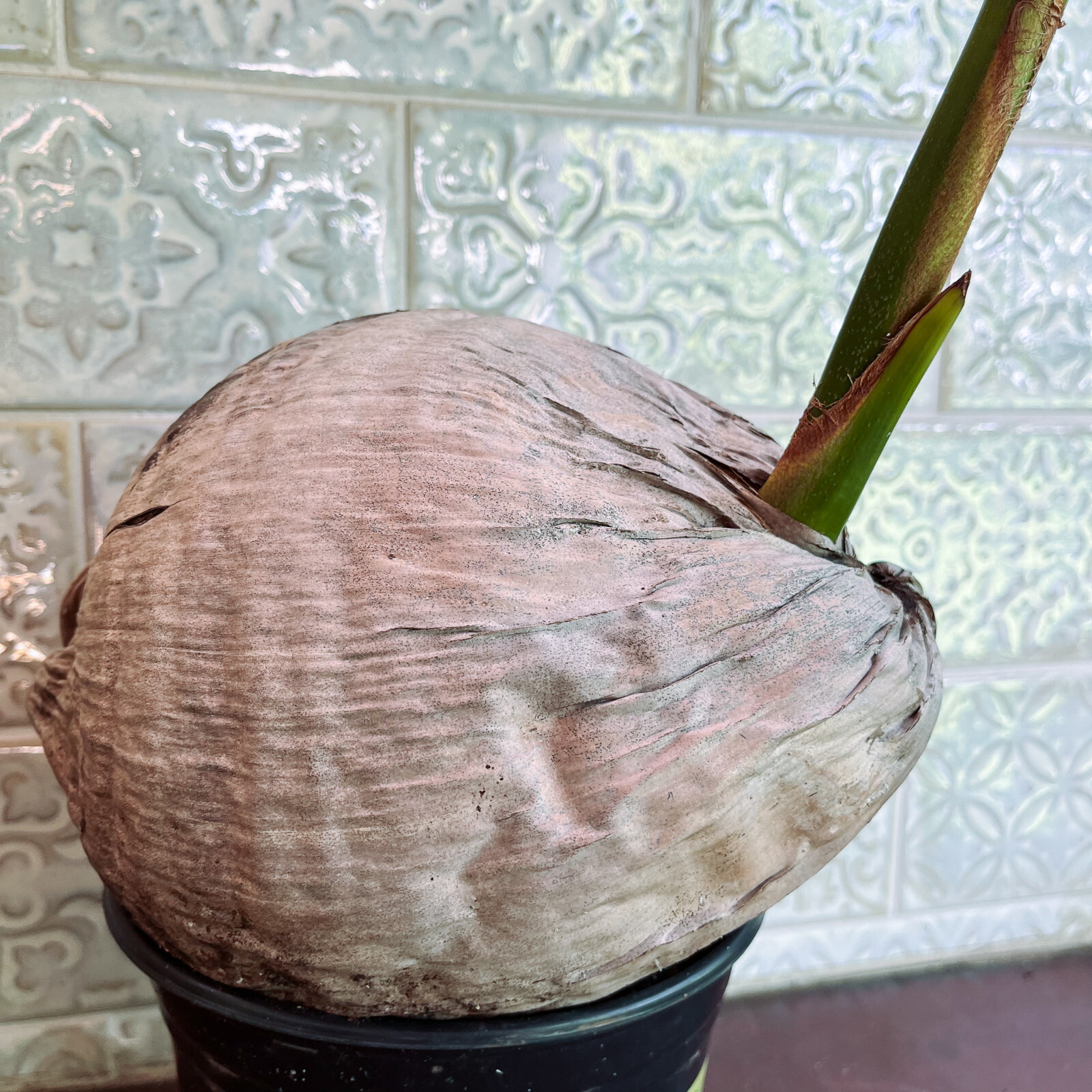 Coconut Palm Live Plant – FREE SHIPPING – Green Malayan Dwarf – 4″ to 10″ Tall