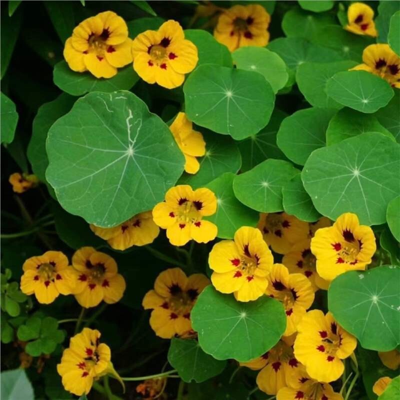 20+Tall Nasturtium Seeds Mix(Tropaeolum majus) Edible Garden Flowers USA
