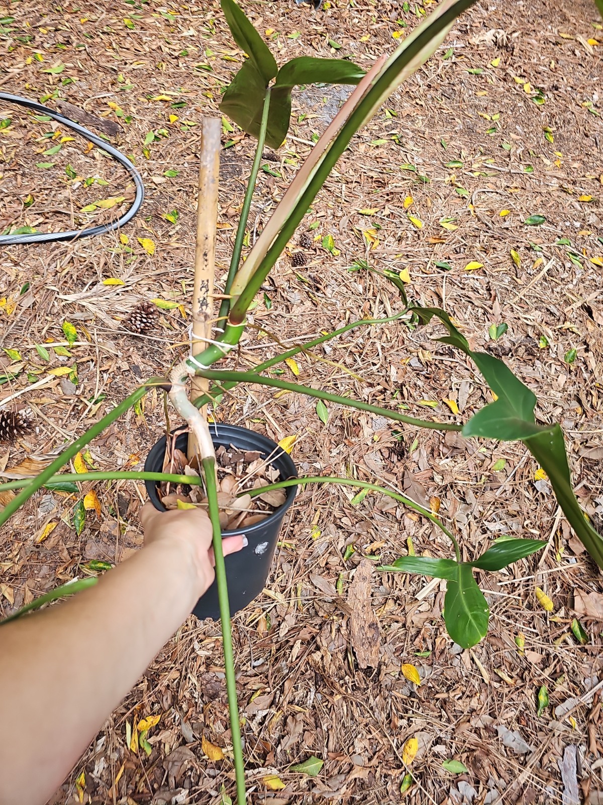 XXL Mature Variegated Philodendron Mexicanum Rugosum Aroid