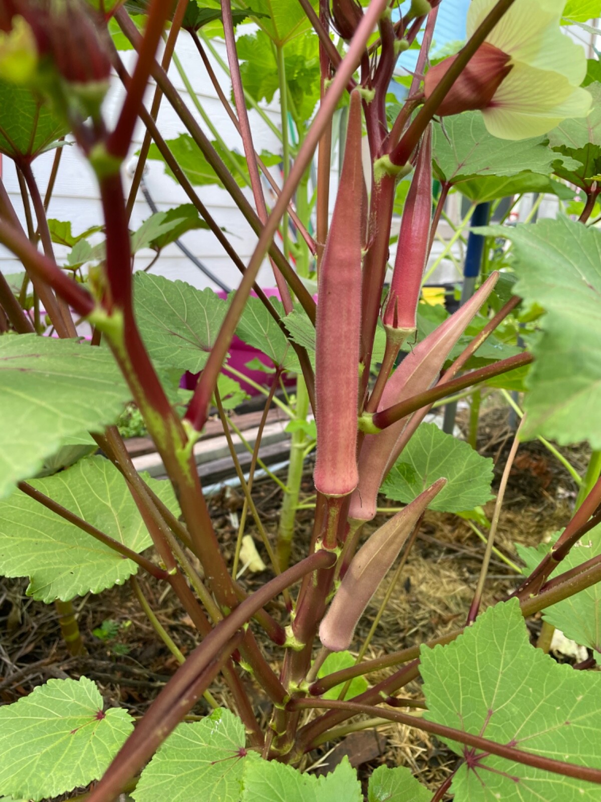 60+ Okinawa Pink Okra Seeds Open Pollinated No pesticides. Early and Prolific