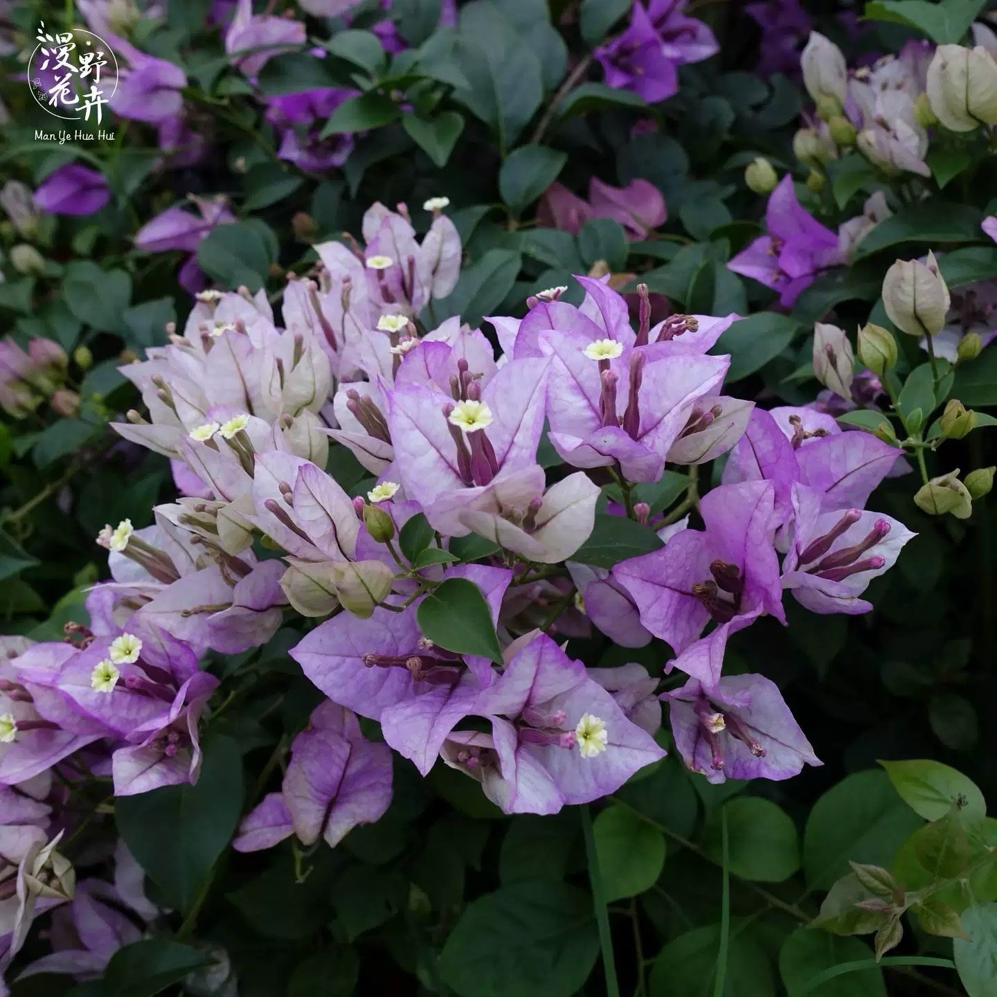 Rare Purple Bougainvillea Murlu Green 绿叶雪紫三角梅 medium Bonsai 12-18 In Bare Root