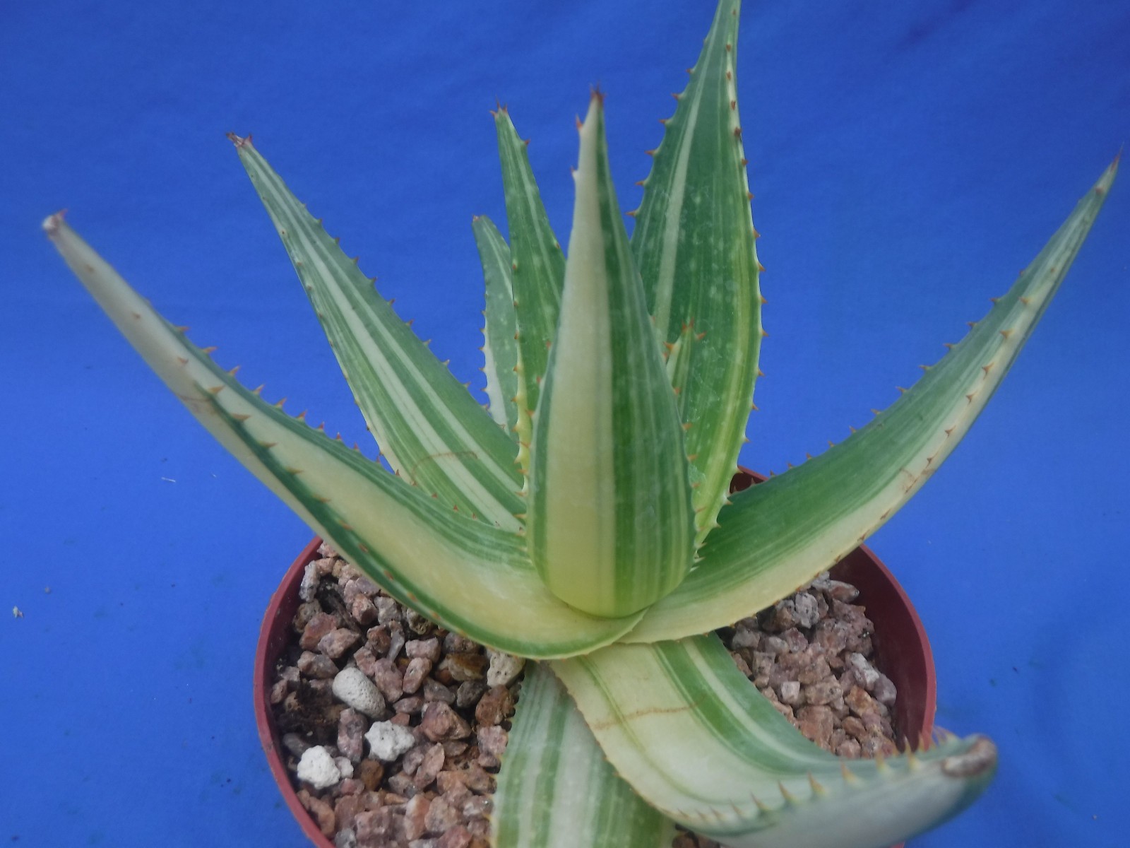 Aloe “Tiger Taffy” VARIEGATED! Hybrid! Very Easy to Grow 9″ Wide 6″ Pot Size V1