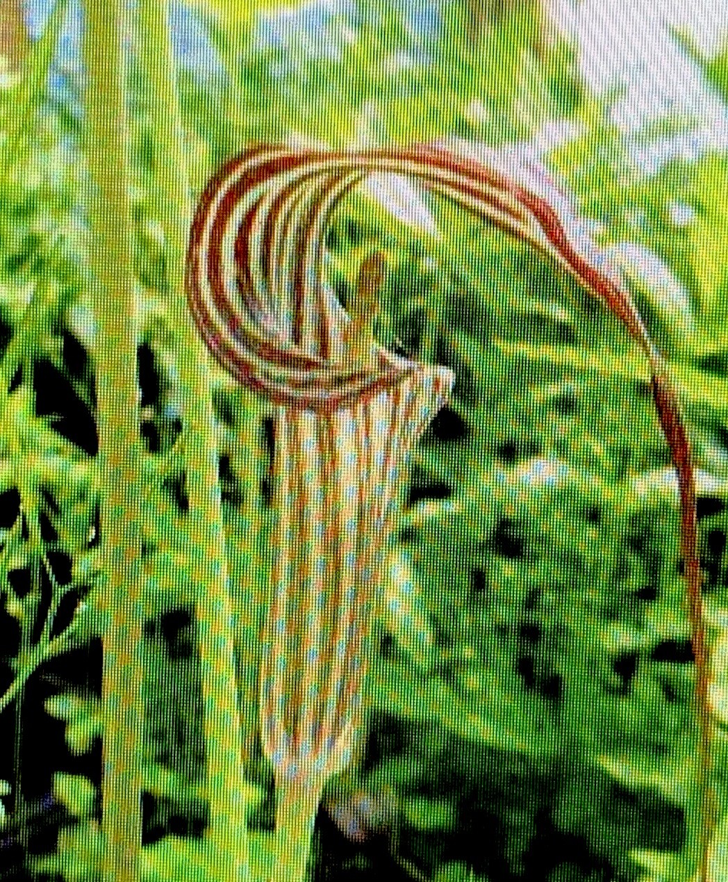 ARISAEMA CONSANGUINEUM -Himalayan Cobra Lily, 1 Small Bulb 1/16 oz. to 3/8 oz.