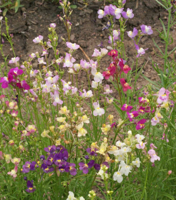 Wildflower Mix DRY AREA MIX w/Perennials Full Sun Pollinators Non-GMO 1000 Seeds
