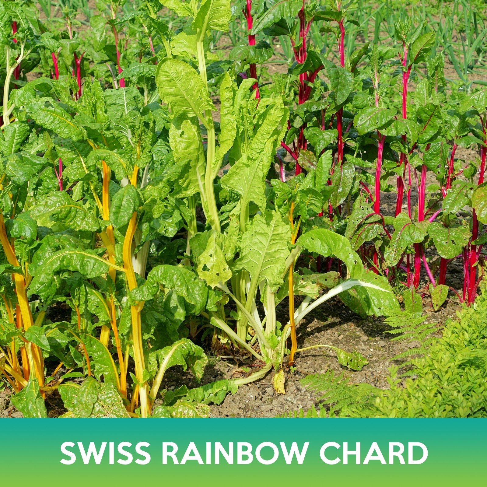 Swiss Rainbow Chard Seeds, Beta vulgaris cicla