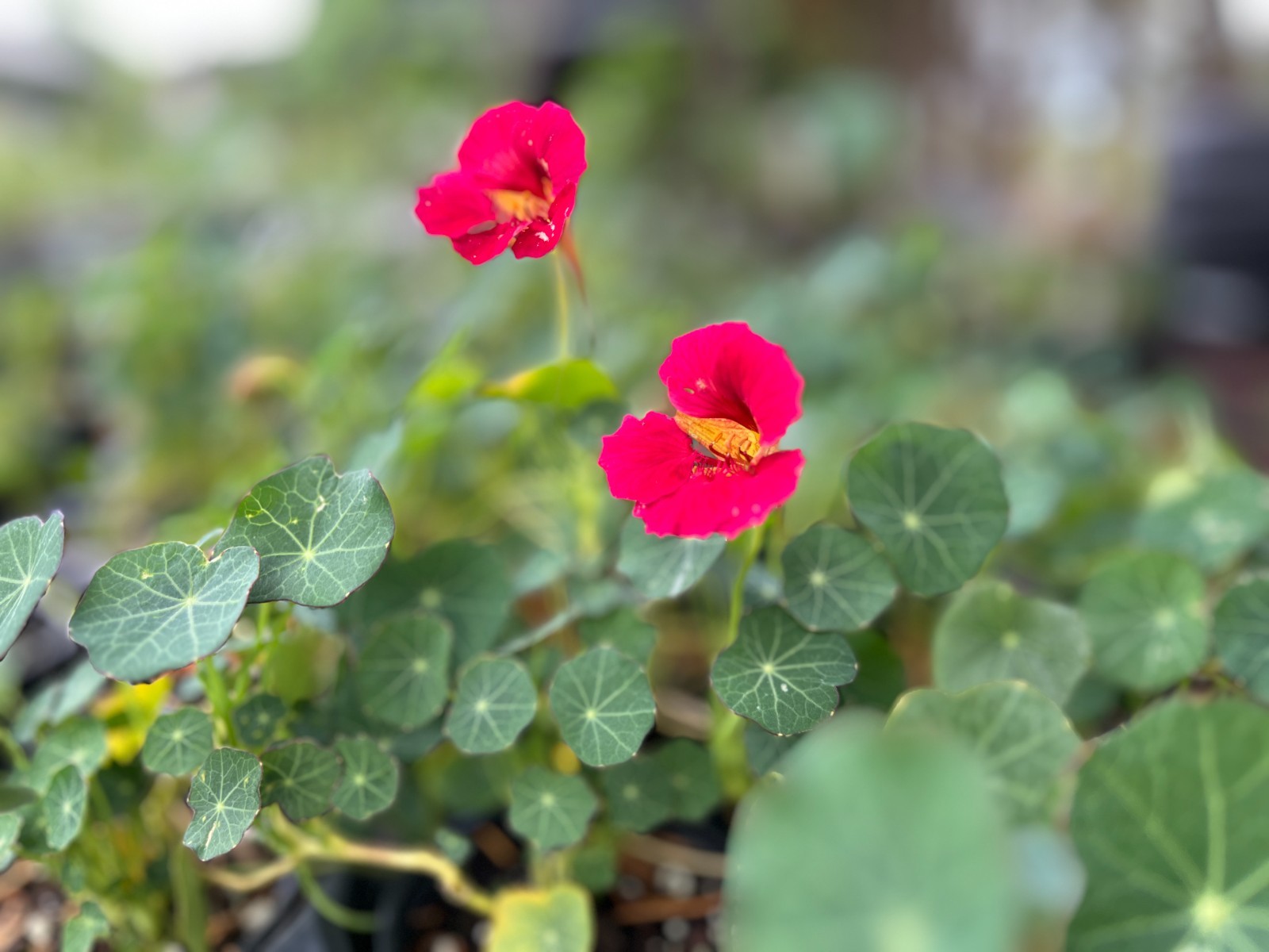 Nasturtium Seedling Plug, Live Plant | Edible Flowers | Fast Growing Garden