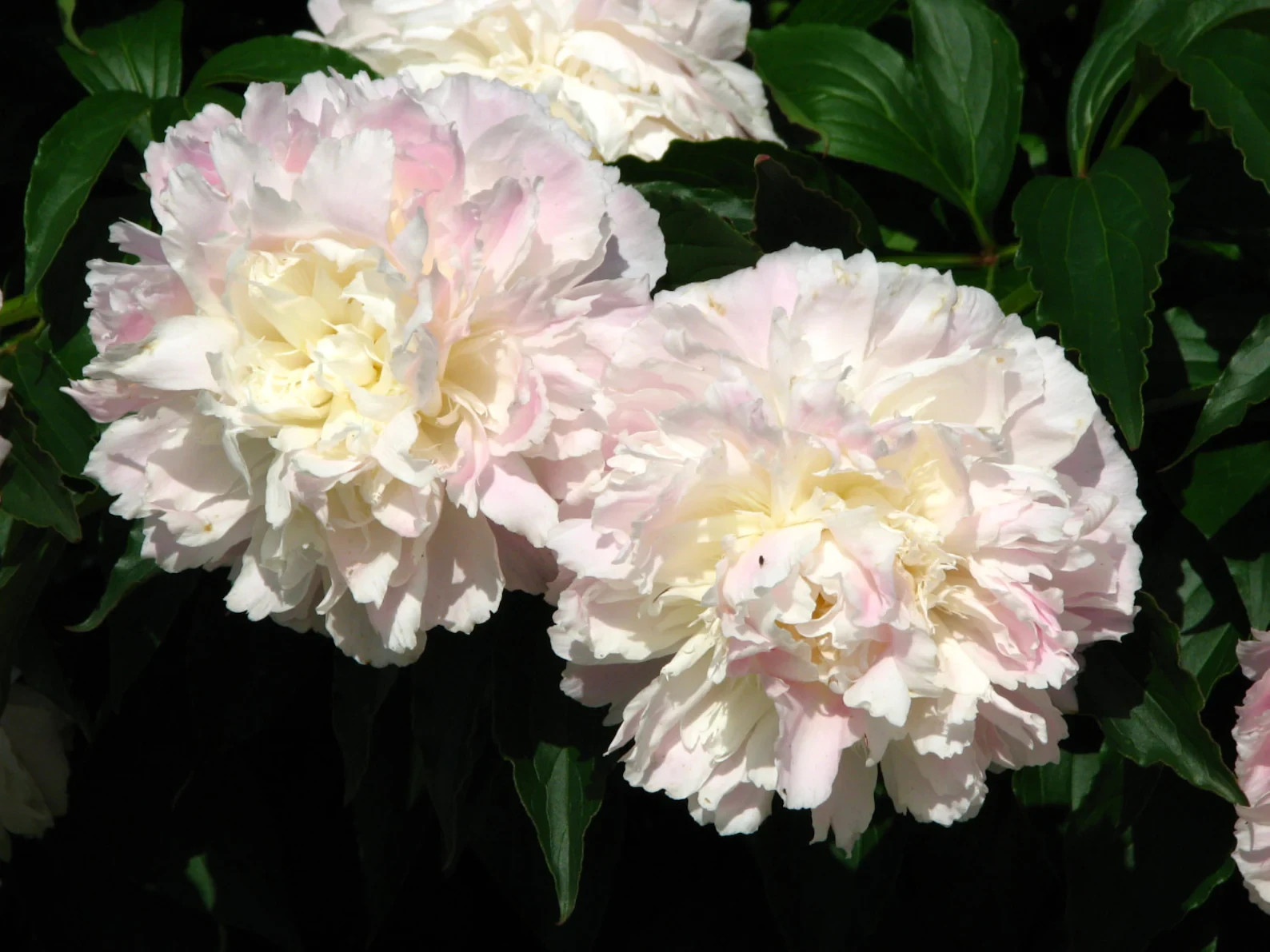 Shirley Temple Bareroot Peony, 2-3 Eye, Great for Fall Planting! USA farm