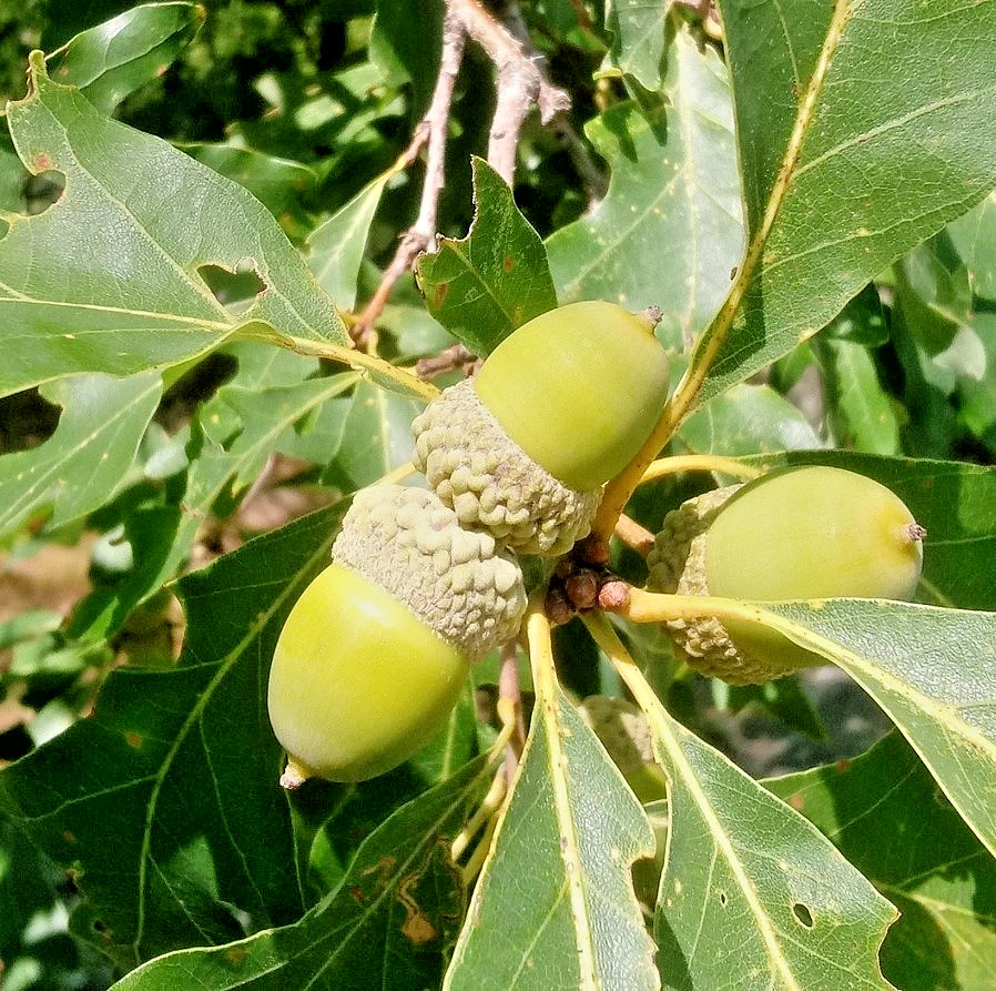 White Oak Live Tree – 12-18″ Tall – 4″ Pot – Quercus Alba Deciduous – Zones 3-9