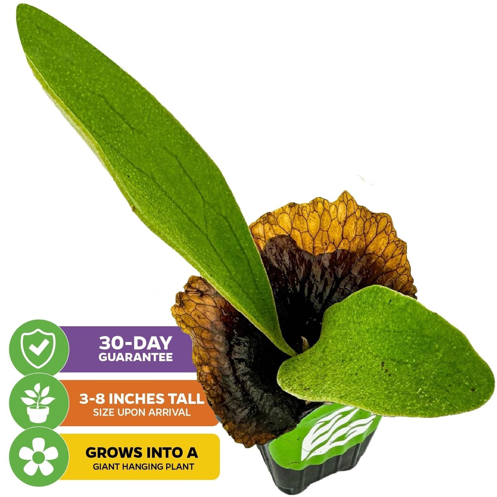 Staghorn Fern Netherlands Elkhorn – Playtcerium bifurcatum
