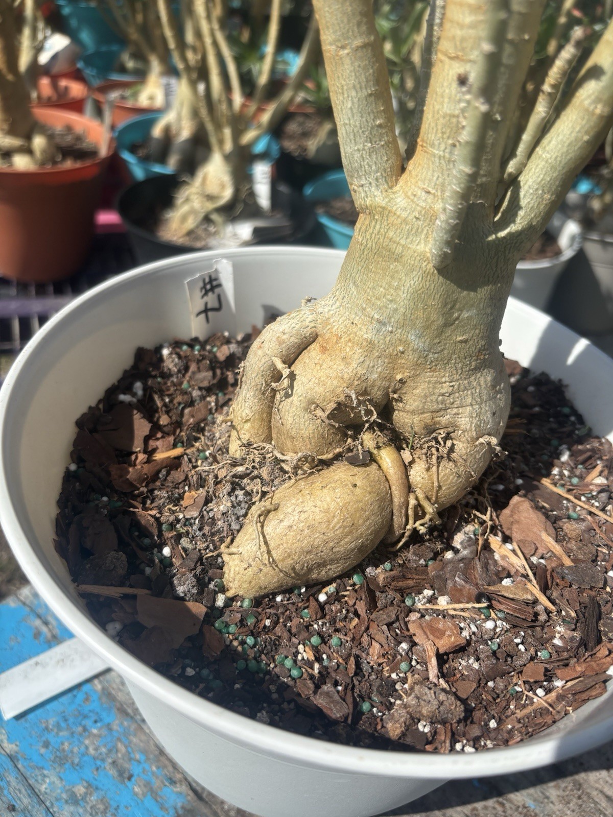 Adenium Obesum Desert Bareroot Pick A # From The Pictures