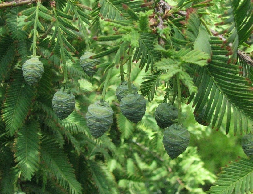 Dawn Redwood Live Tree – 8-12″ Tall – 1 Quart Pot – Deciduous Tree – Zones 5-8