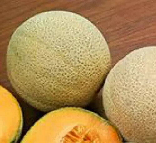 25+ –Hale’s Best –Heirloom Cantaloupe Seeds –Non-GMO — Free Shipping USA