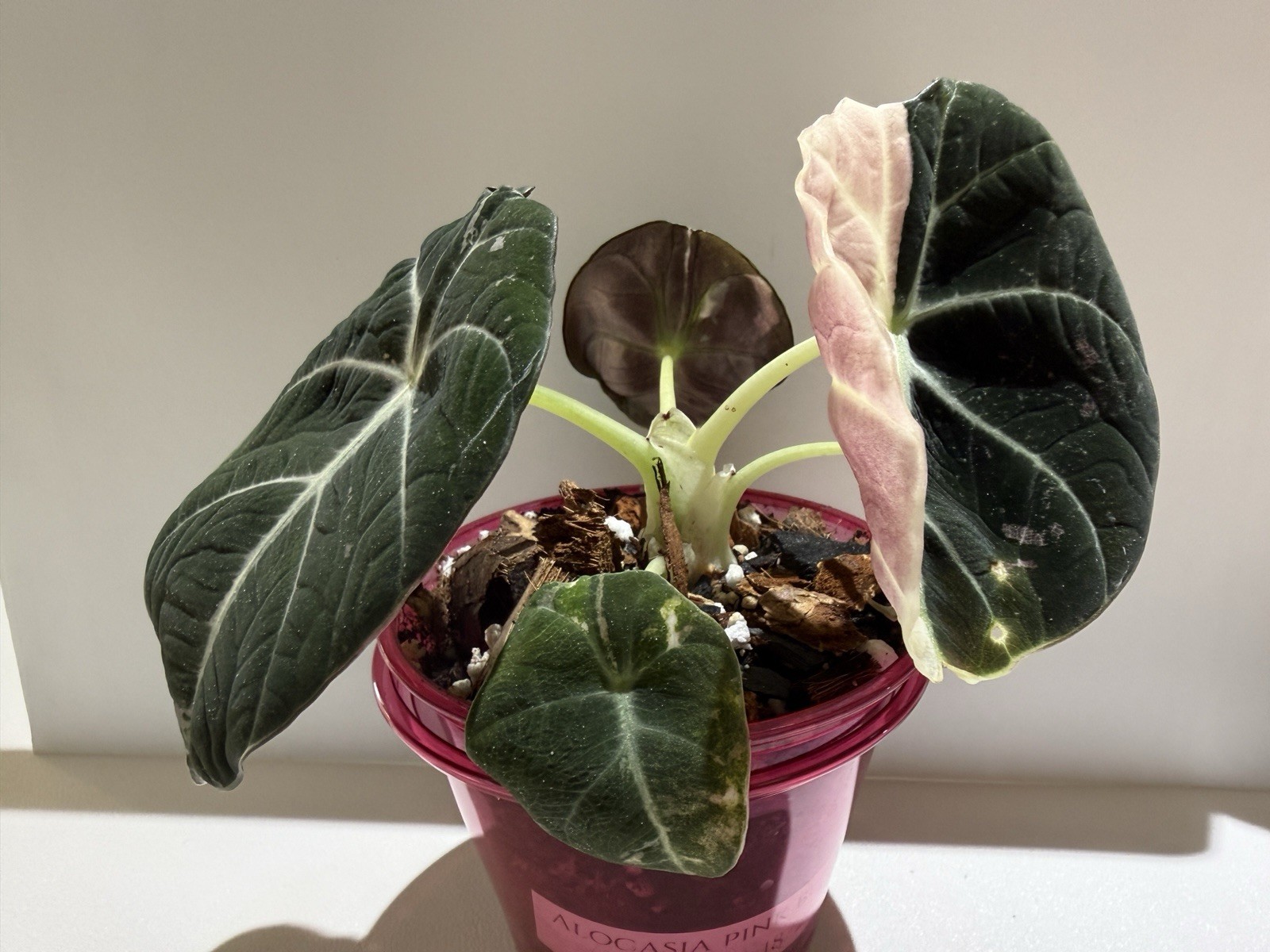 Alocasia Pink Black Velvet