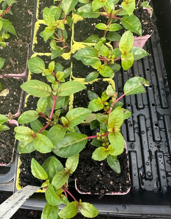 Marinka Fuchsia Starter Live Plant – 2-5″ Tall – 3″ Pot – Zones 9-11