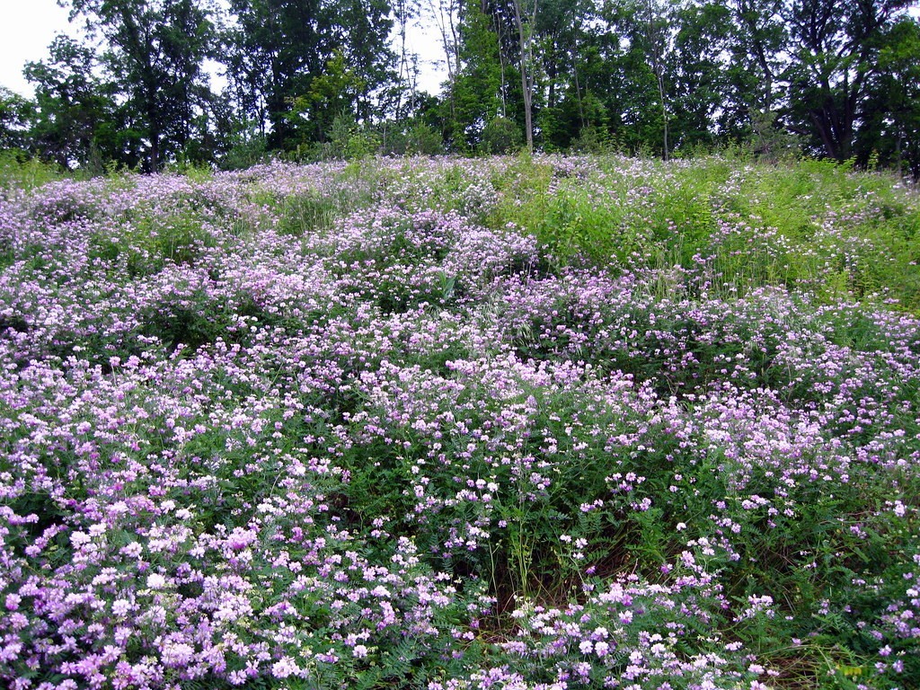 Bad Apples DOT Grade Crown Vetch Seed Bombs 49 STATE LEGAL! For Extreme Erosion!