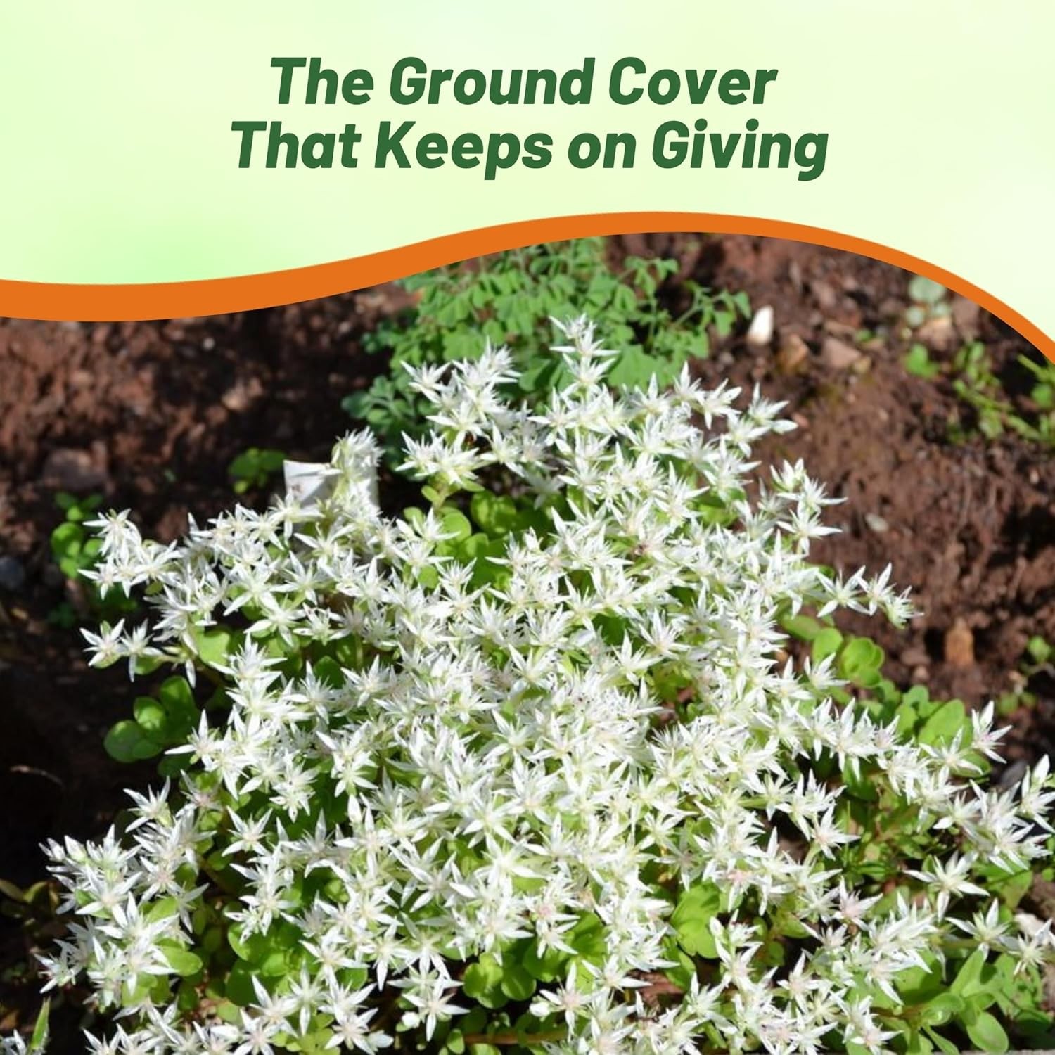 1000 Seeds Sedum Oktoberfest Drought Tolerant, Spreading, Ground Cover Plant