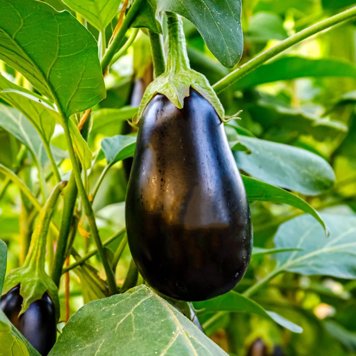 Black Beauty Eggplant – 4 Pack Live Plants, 3 – 4 Ft. Tall Plants, Classic Tear