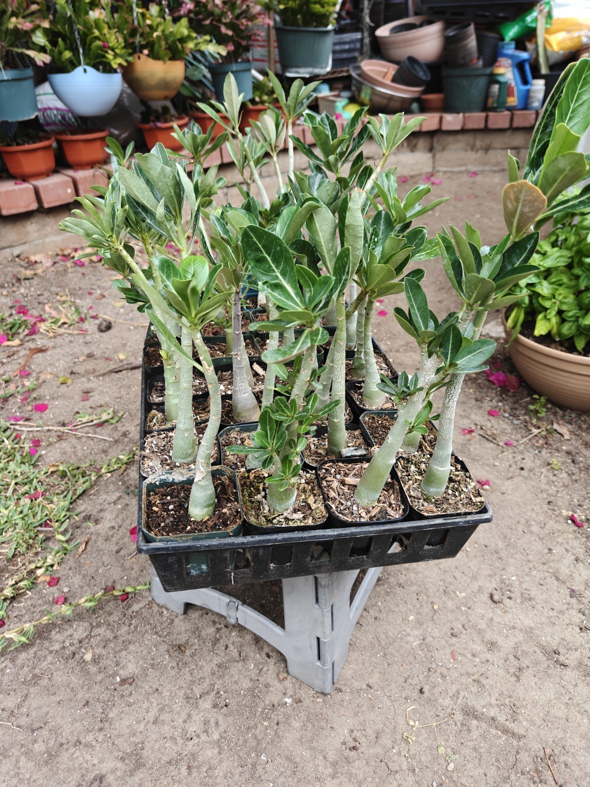 desert rose plant from usa