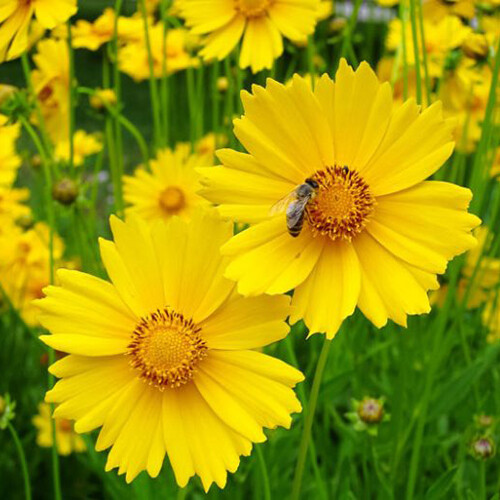 Lance Leaf Coreopsis Seeds | Non-GMO | Free Shipping | Seed Store | 1272