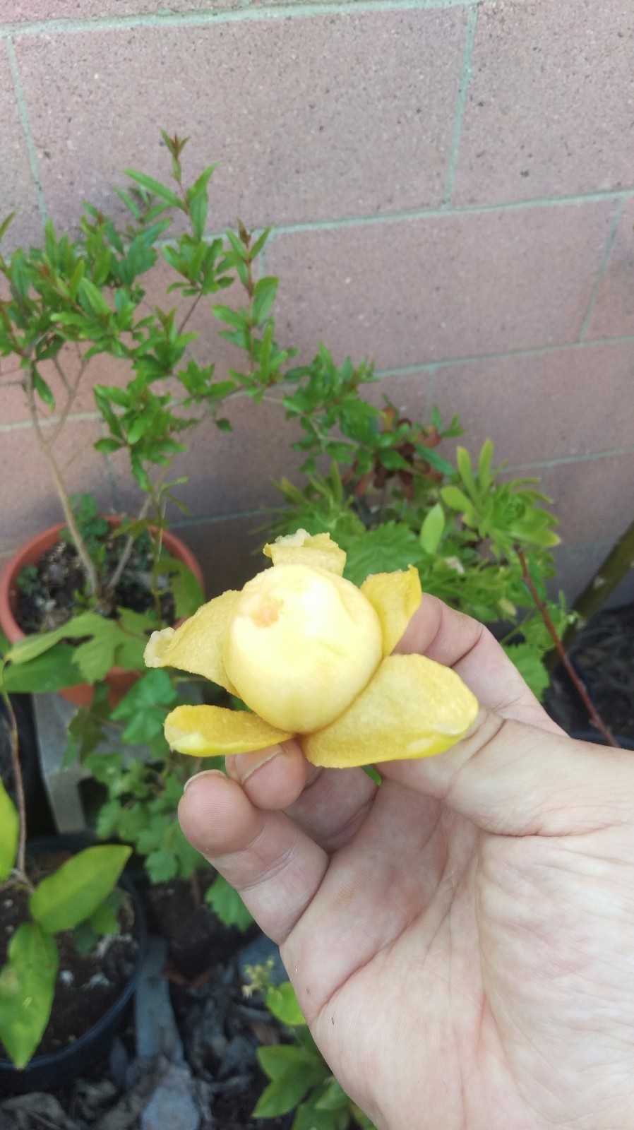 Loquat (Big jim seedling) Tropical Fruit Tree