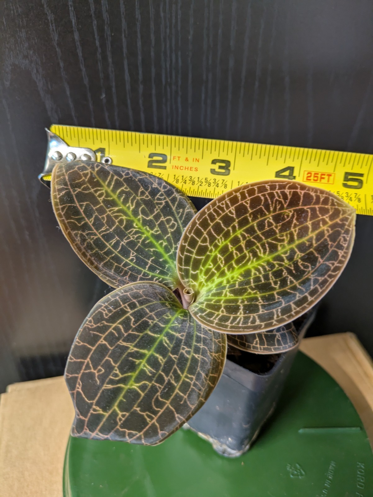 Dossinia marmorata, tropical jewel orchid