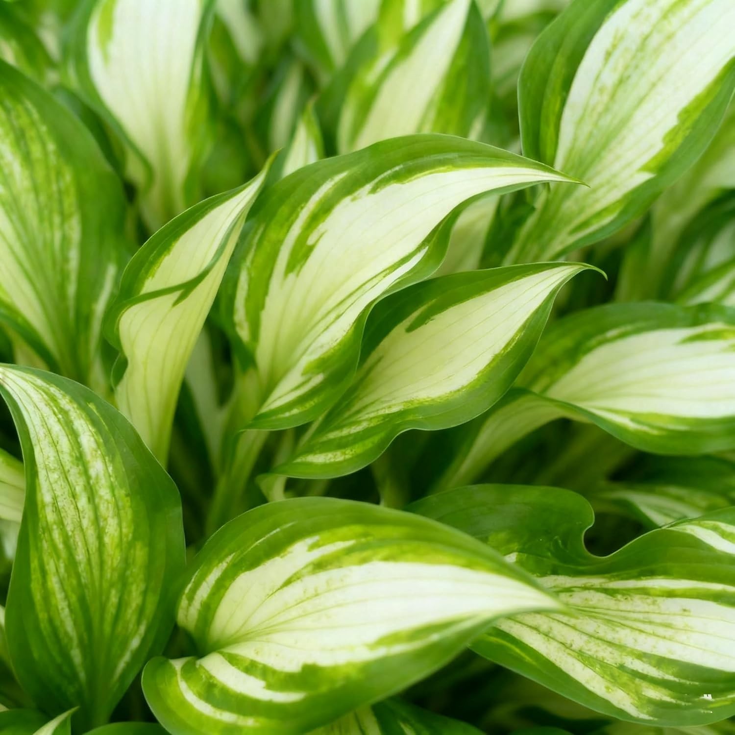 Hosta Seeds 200+ Rare White&green Hosta with Blue Variations – Perennial Plants