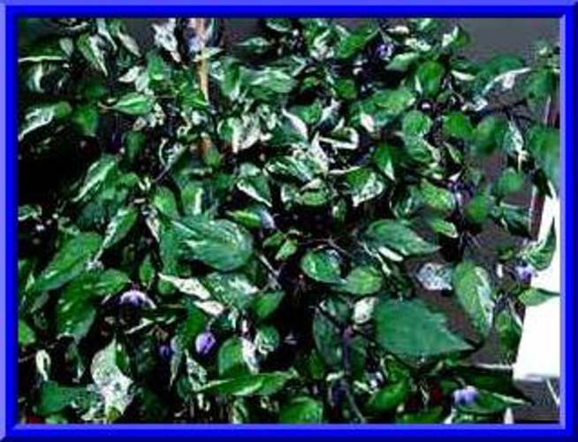 Black Plum Pepper Seeds COMB S/H!