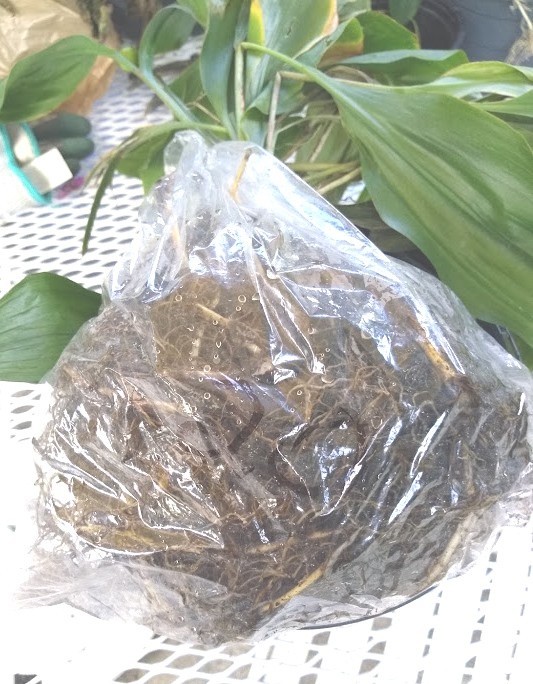 LILY of the VALLEY 30 PIPs BAREROOTS Freshly harvested Glower Bloom in Spring