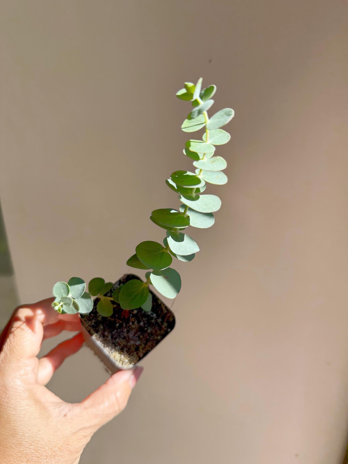Spiral Gray Eucalyptus – Fragrant Evergreen Starter Tree