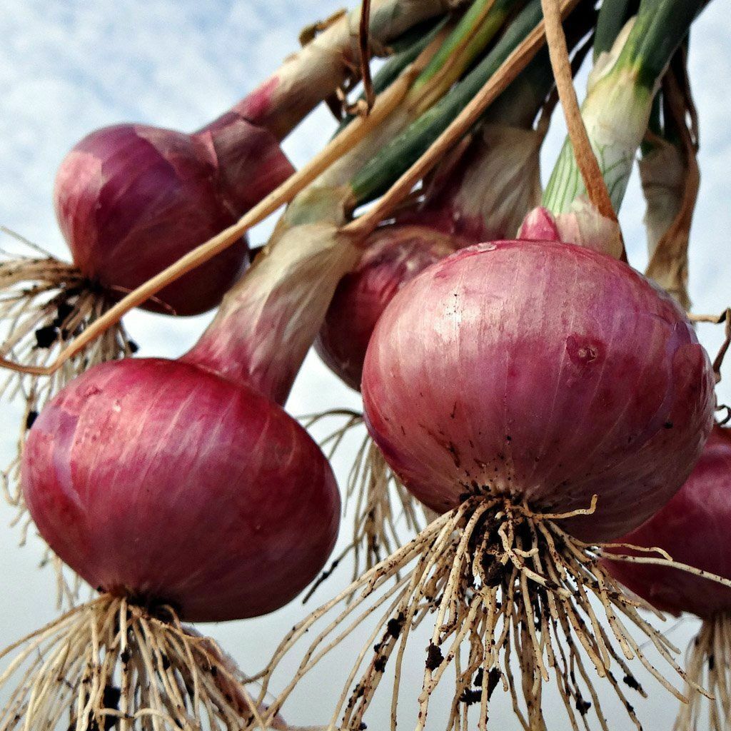 Red Grano Onion Seeds, NON-GMO, Short Day, Variety Sizes, FREE SHIPPING