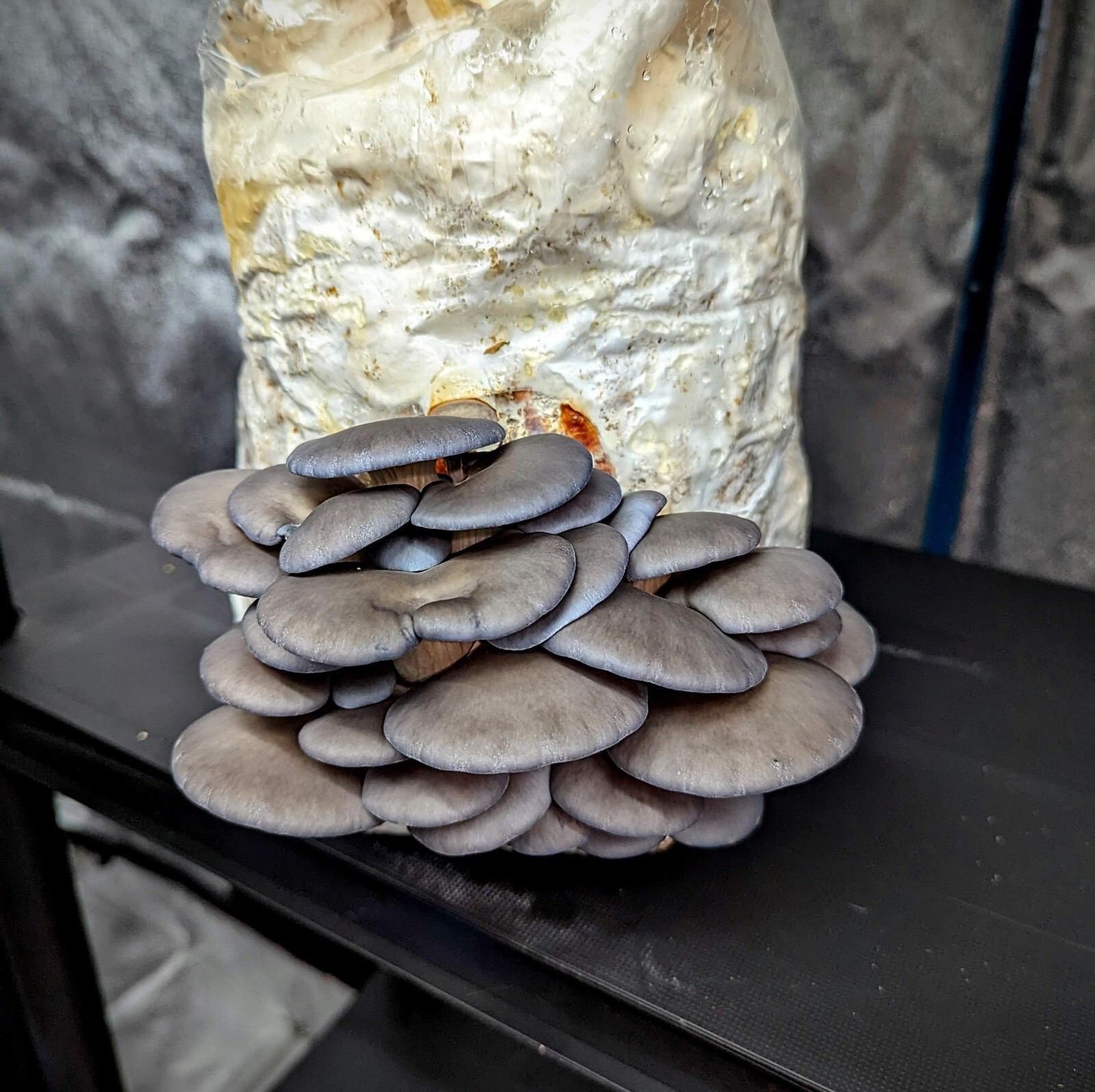 Gourmet Mushroom Culture Special! Over 180 Species Available at PrimeFungi