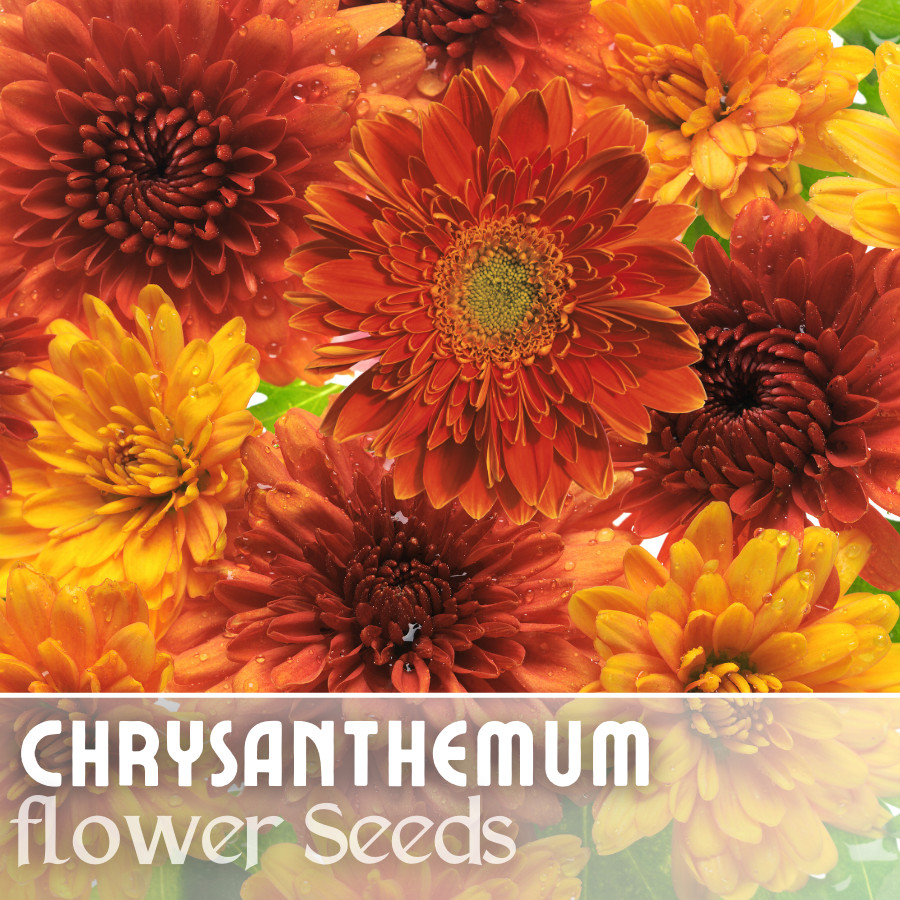 Golden Bouquet Mix Mum Chrysanthemum Seeds 200+ Seeds Mum Flower, Flower Seeds