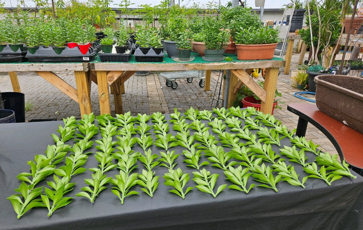 50 Pereskiopsis Cactus Grafting Stock Cuttings 5+” inch perfect A+ read descrip
