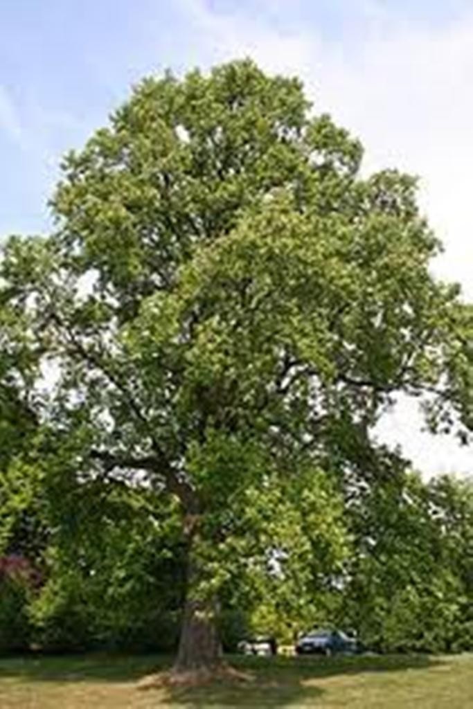 Yellow Tulip Poplar, Liriodendron tulipifa, 25 tree seeds – Nov 2024