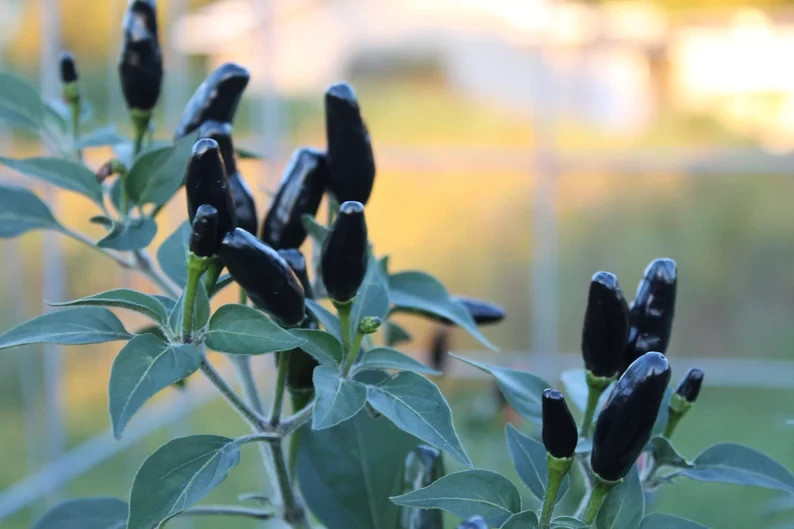 40 Seeds of Hot Black Cobra Chili Pepper – Harvested 2025 – US Grower