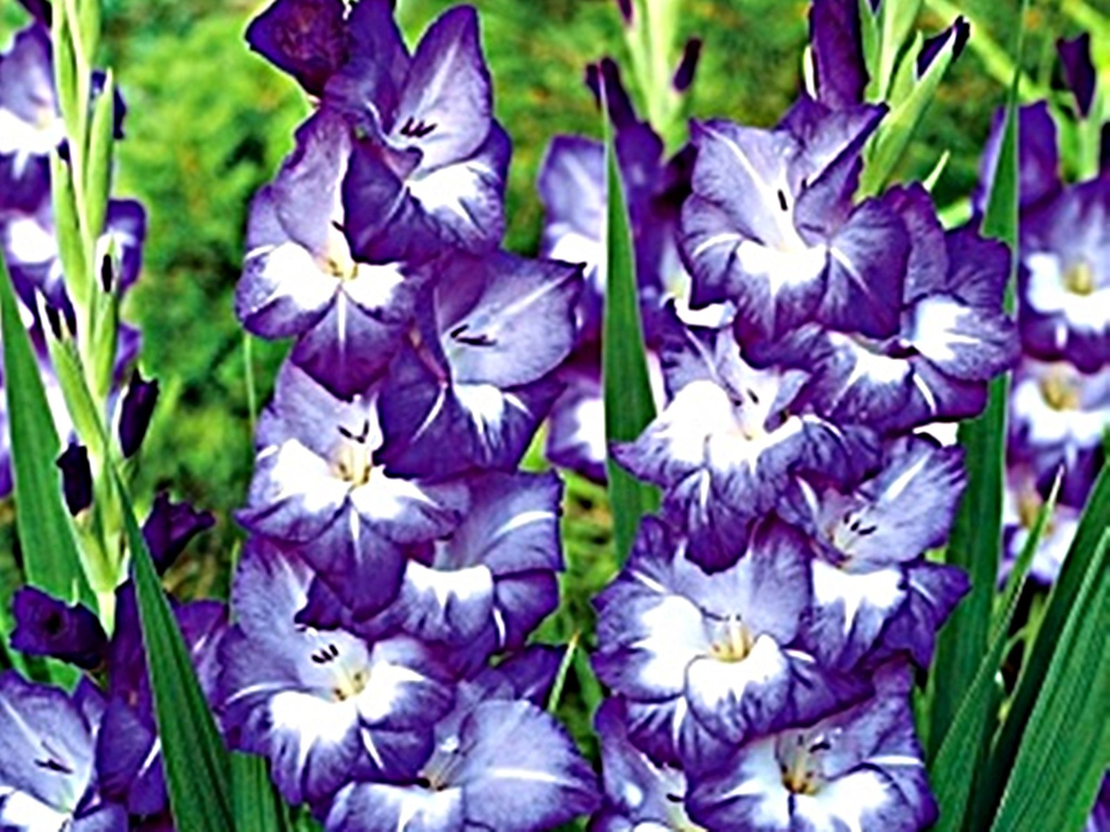 5 or 10 GLADIOLUS ESPRESSO BULBS burgundy-red flowers FREE SHIPPING !!!!!!!