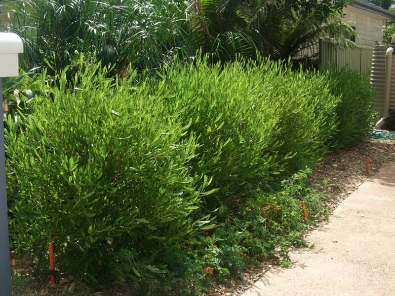 Hopseed Bush Green Dodonaea Vicosa 10 Seeds Free Shipping!