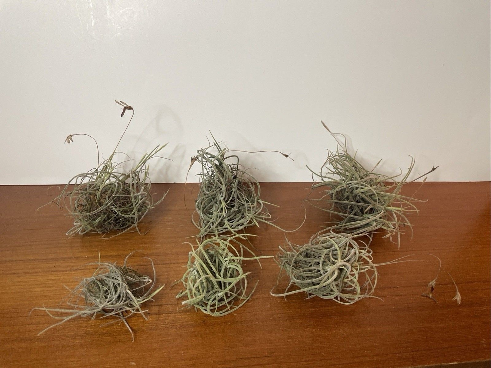 Air Plant Live Lot Tillandsia Recurvata 6 Clusters Ball Moss Wild Decor