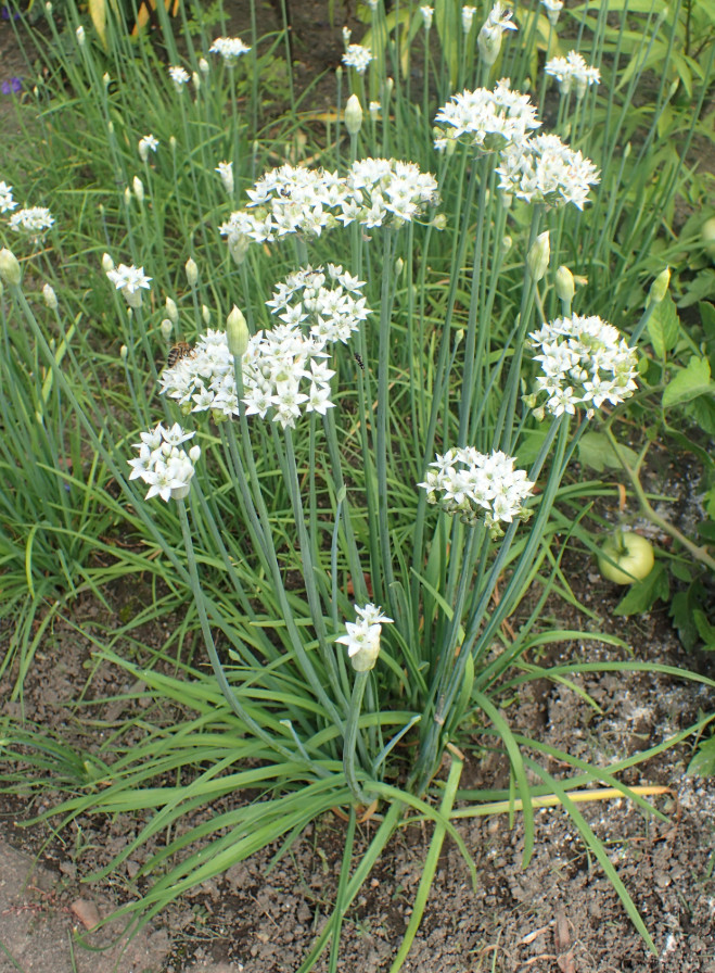 Garlic Chives Live Plant – 4 Inch Pot – Fully Rooted Culinary Herb