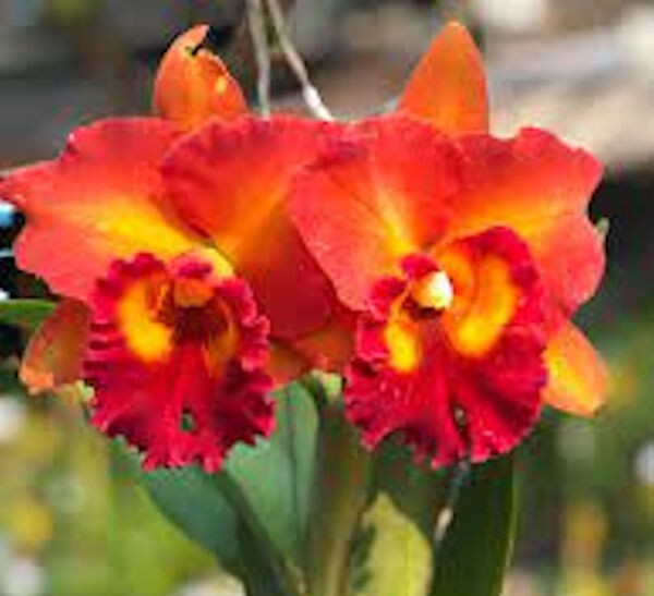 Rlc Shinaphat On Fire No. 1 Live Orchid Plant 3 Inch Pot 2B19