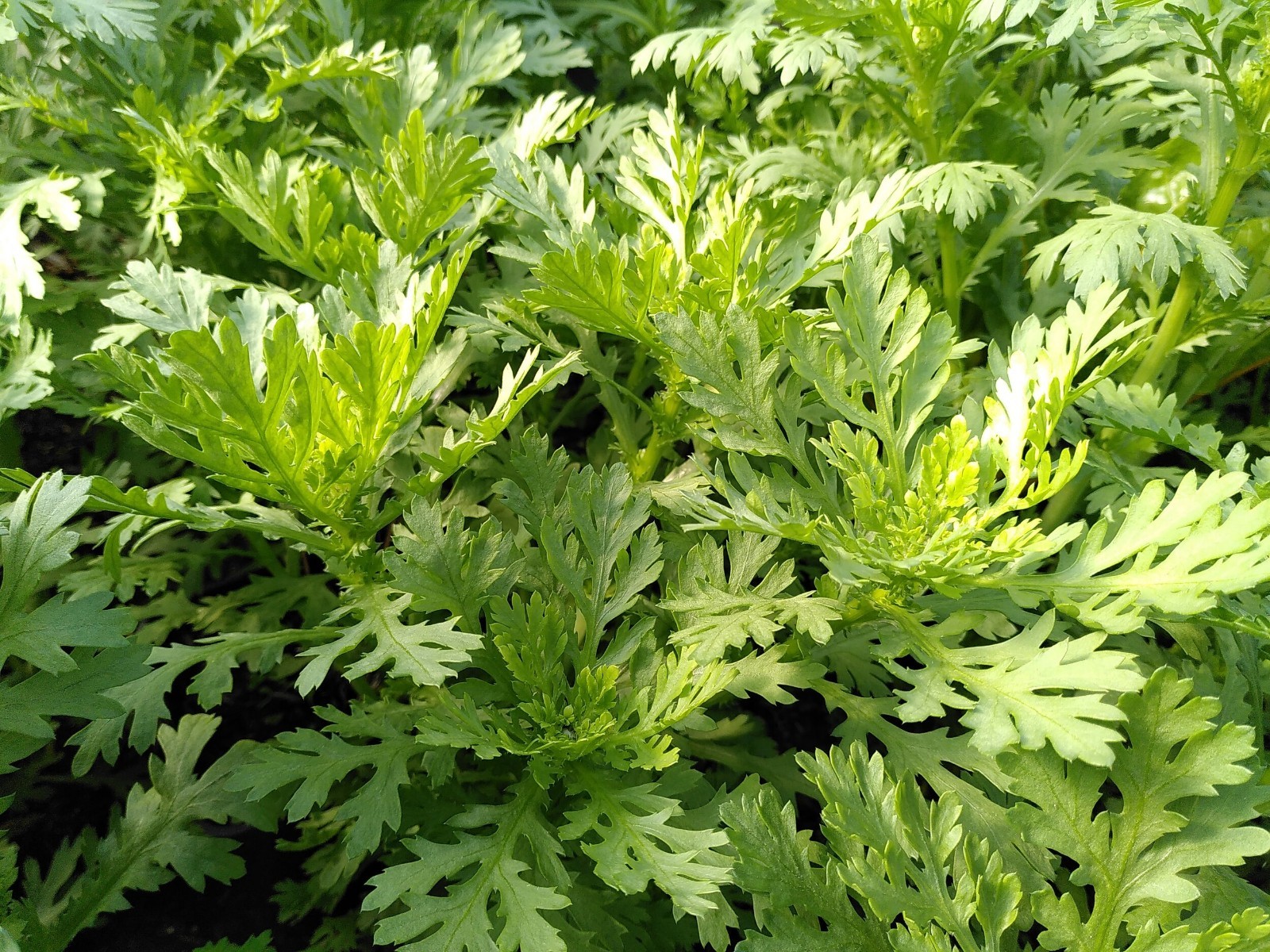Chrysanthemum Greens Seeds Shungiku Tong Ho Tan O Cai Cuc Non-GMO Asian Green