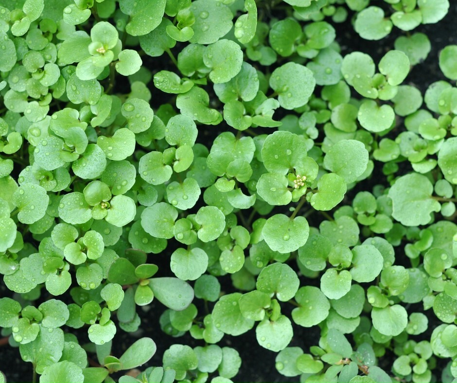 WATERCRESS CRESS SEEDS, HẠT XÀ LÁCH XOONG | NON-GMO | NEW SEEDS |