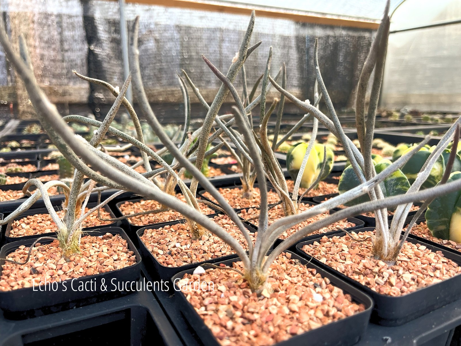 Cactus- Astrophytum caput-medusae 2.75″ pot (5yo seed grown| flowering size)